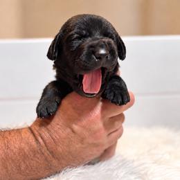 Light green collar male - Black male Labrador Retriever puppy in Imperial, Missouri from Kalkbrenner's Labrador Retrievers