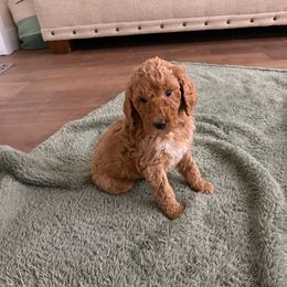 Olive Green - Poodle puppy from Plateau Family Poodles