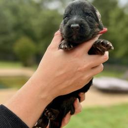 Krush - Black and red male German Shepherd puppy in Canton, Texas from WILDWOOD GERMAN SHEPHERDS