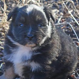 Rivka - Black tri female Miniature Australian Shepherd puppy in Patterson, North Carolina from DreamLine Aussies