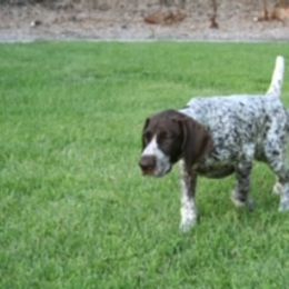 German Shorthaired Pointer All Grown Up from Farrook GSP's