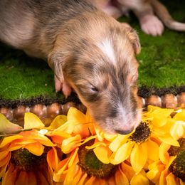 Silken Windhound Puppies from Silken Agents of CSBeck