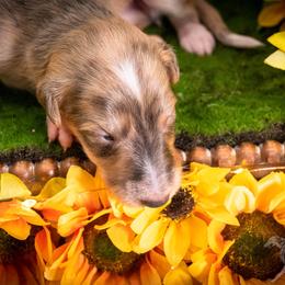 Silken Windhound Puppies from Silken Agents of CSBeck