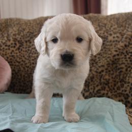 Teal Collar - Light golden male Golden Retriever puppy in Roseburg, Oregon from Unbound Goldens