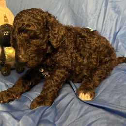 Ginny - Brown Poodle puppy in Atlanta, Georgia from Syren House Doodles & Poodles
