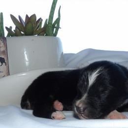 Black Tri Male - Black tri male Miniature Australian Shepherd puppy in Elkhart, Texas from Donaldson Dogz