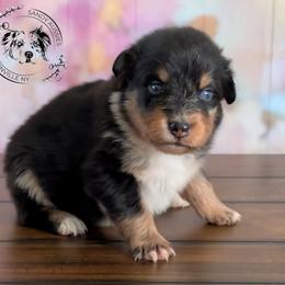 Nova - Black tri-color female Australian Shepherd puppy in Fultonville, New York from Sandy Aussies & Pomeranians