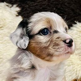 Australian Shepherds from Nothin’ Butts Aussie’s