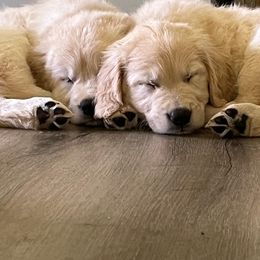 Golden Retriever Puppies from Mia Ragazza Golden Retrievers