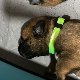 Belgian Malinois and German Shepherd Puppies from Madhouse’s Belgian Malinois and German Shepherds