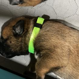 Belgian Malinois and German Shepherd Puppies from Madhouse’s Belgian Malinois and German Shepherds