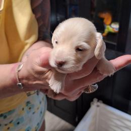 Male Number Three- Black - Cream male Dachshund puppy in Gordon, Georgia from Long Dogs Yellow Farm