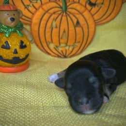 Boy 1 - Black and silver male Miniature Schnauzer puppy in Placerville, California from Rpuppies