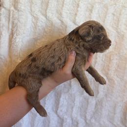 Chip - Merle male Goldendoodle puppy in Caldwell, Idaho from Leila Pearson
