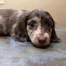 Dapper Dan - Chocolate male Dachshund puppy in Irving, Texas from DFW Dachshunds by G & S