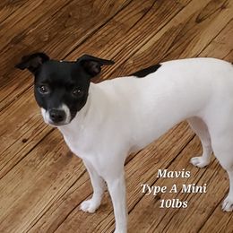 Mavis - Rat Terrier