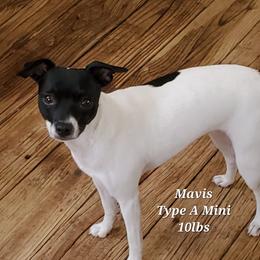 Mavis - Rat Terrier