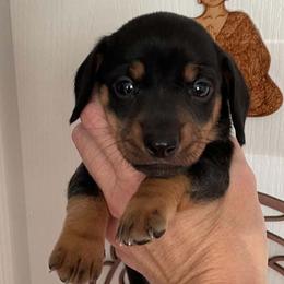 Louie - Black and tan male Dachshund puppy in Spring Hill, Florida from Adorable Doxxies