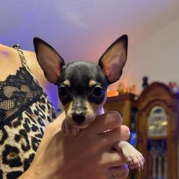 Riley pup 1 - White black and tan female Toy Fox Terrier puppy in Clermont, Florida from Debbie Hiles's Toy Fox Terriers