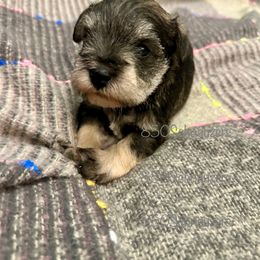 Miniature Schnauzer Puppies from 850Schnauzers