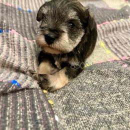Miniature Schnauzer Puppies from 850Schnauzers