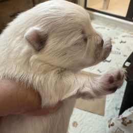 Girl 1 - White female Pomeranian puppy in Cullman, Alabama from Dixie Darlings Pomeranians