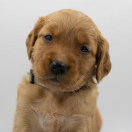 Golden Retriever Puppies from Stormy Hill Golden Retrievers