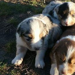Australian Shepherd Puppies from Patchwork Kennels