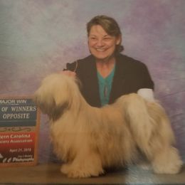 Missy - Lhasa Apso