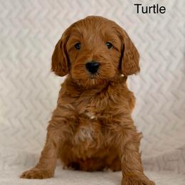 Turtle - Caramel red male Australian Labradoodle puppy in Londonderry, New Hampshire from Granite State Labradoodles