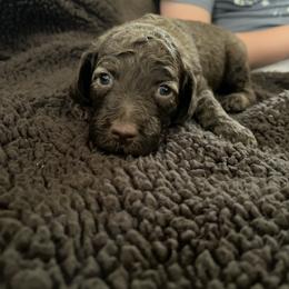 Maple - Phantom female Poodle puppy in Minneapolis, Minnesota from Sanctus Standards
