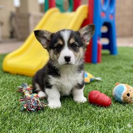 V-2. Valentino - Black and tan male Pembroke Welsh Corgi puppy in Sanford, Michigan from Tambali Pembroke Welsh Corgis