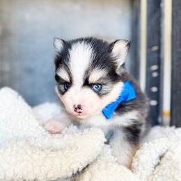 Al - Black and white male Pomsky puppy in Grass Valley, California from Karalot Pomskies