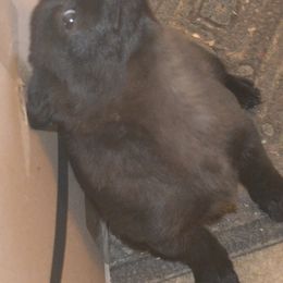 Schipperke Puppies from Delilah's Schipperkes