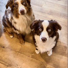 Miniature Australian Shepherds from Reputation Ranch Aussies