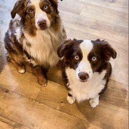 Miniature Australian Shepherds from Reputation Ranch Aussies
