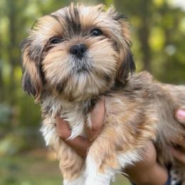 Zeus - Chocolate and tan male Shih Tzu puppy in Chattanooga, Tennessee from Joyfull Pals