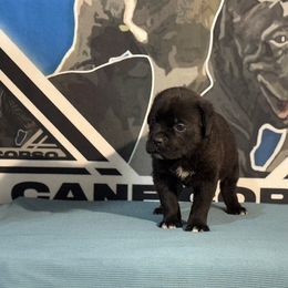 Hot Pink Collar Black Female - Cane Corso puppy from Da Boyz Cane Corso