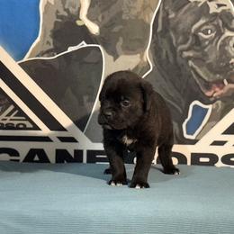 Hot Pink Collar Black Female - Cane Corso puppy from Da Boyz Cane Corso