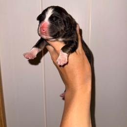 Havoc - Black tri-color male Australian Shepherd puppy in Placerville, California from BFF Aussies