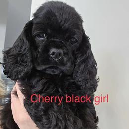 Cocker Spaniel puppies from Belive in Dreams Cockers