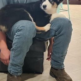 Australian Shepherd Puppies from Winsome Aussies
