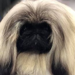 Bella - Pekingese