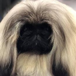 Bella - Pekingese