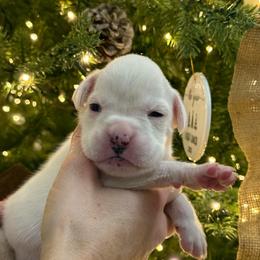 Liberty - White female Boxer puppy in Jamesville, New York from Reynolds Homestead Boxers