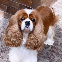 Flora - Cavalier King Charles Spaniel