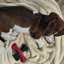 Daisy - Dachshund