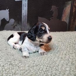 Boy 3 - Piebald male Dachshund puppy in Lindsay, California from Lewis Creek Dachshunds