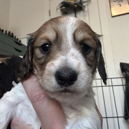 Dot - Dachshund puppy from Schön Duchshund