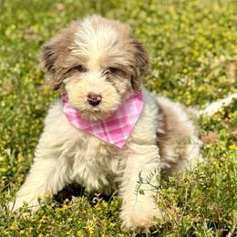 Rosie - Red merle female Aussiedoodle puppy in Eastman, Georgia from Dood B Ranch